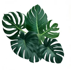 Foto op Canvas Green leaves pattern ,leaf monstera isolated on white background © Rogoz
