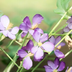Purple flowers, green leaves and stems,spring sunshine