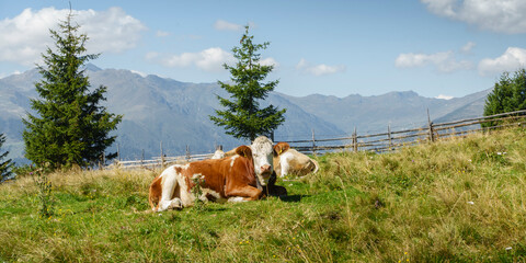 Fototapeta na wymiar Panorama einer Milchkuh die auf einer Alm im Zillertal liegt