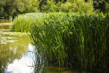 Tall sedge family grasses growing in a river © rosinka79