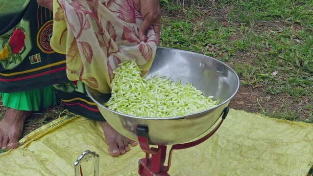 A video shows freshly harvested jasmine buds being weighed on an old weigh scale