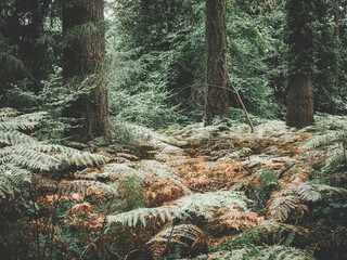 pine forest in the forest