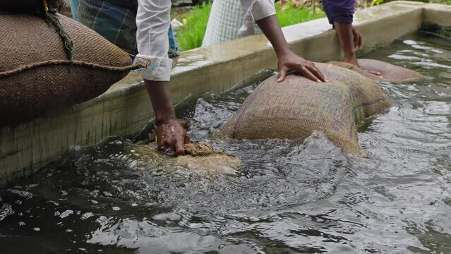 Jasmine buds filled gunnysacks being soaked in water to keep them fresh