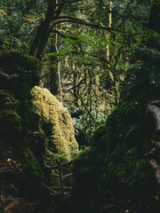 green forest in the morning