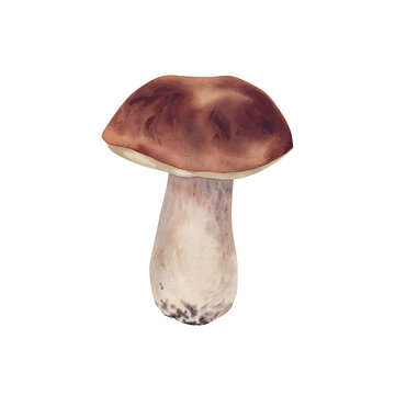 Porcini mushrooms. Watercolor illustration. Forest plants. Autumn composition.