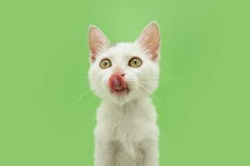 Portrait hungry small cat licking its lips with tongue. Isolated on green background