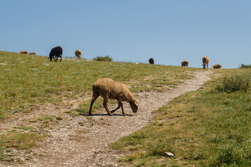 Sheep graze on the top of the mountain on a sunny hot day.