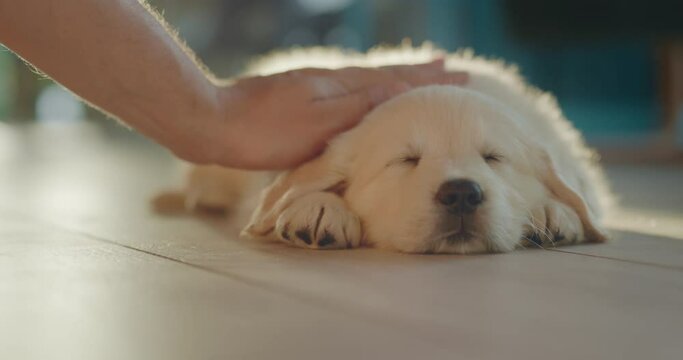A man strokes his beloved puppy, who is napping on the floor in the sun