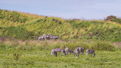 Zebras on the pasture