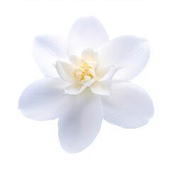 Naklejka na ściany i meble Jasmine flower isolated on white background