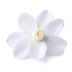 Naklejka na ściany i meble Jasmine flower isolated on white background