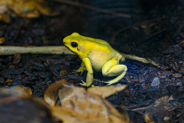 Golden poison dart frog (Phyllobates terribilis). Tropical frog living in South America..