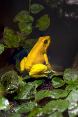 Golden poison dart frog (Phyllobates terribilis). Tropical frog living in South America..