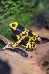 Yellow-banded poison dart frog or yellow-headed poison dart frog (Dendrobates leucomelas). Tropical frog living in South America.
