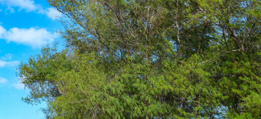 trees on the beach, trees in the park, pines tree at beach, summer beach, lombok beach, trees in the forest