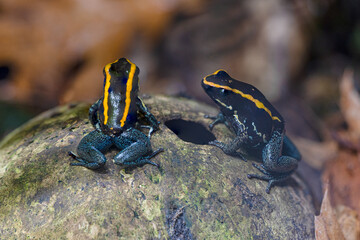 Golfodulcean Poison Frog (Phyllobates vittatus) - captive bred. Endemic to Costa Rica.