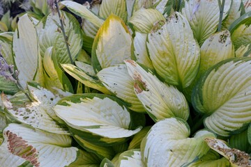 Sunburn in the form of brown dry spots on hosta leaves