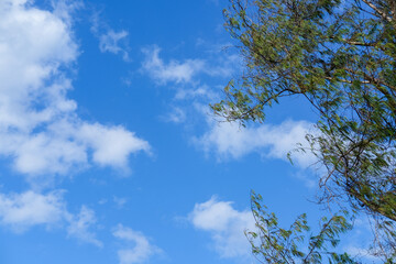 blue sky wallpaper, blue sky background, sky and tree, summer sky