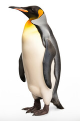 King penguin on white background