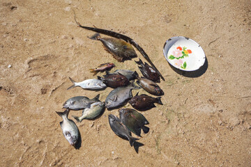 Sun shines to freshly caught sea fish on the beach - plate near