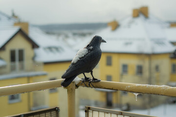 Plastic crow sits on the balcony railing in winter - Powered by Adobe