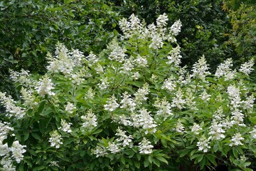 Luxurious paniculate hydrangea of the Grandiflora variety in the garden close-up.