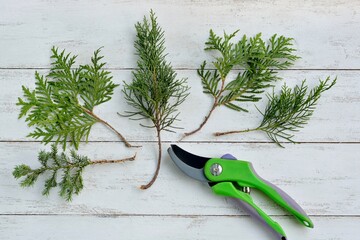 Thuja and juniper twigs for rooting cuttings  on a white wooden background with  pruning shears