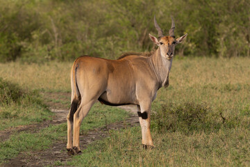 Naklejka na ściany i meble Common eland, southern eland or eland antelope - Taurotragus oryx with grass and green vegetation in background. Photo from Masai Mara National Park in Kenya.