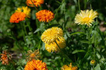 ruffle or double orange and yellow calendula flowers in bright sun