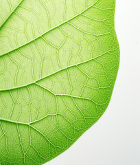 Obraz premium Green leaf on white background, macro detail