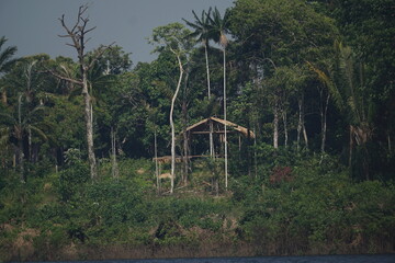 tropical jungle