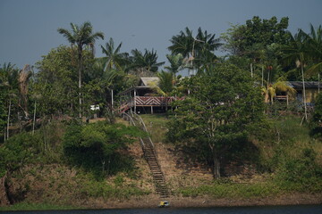 trees on the beach