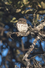 View of a pearl spotted owlet on tree