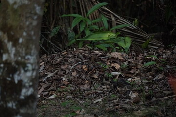 Salamander in the Amazon