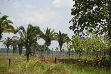 palm trees on the way