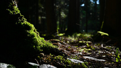 Moss with dew on the forest floor ground with old tree landscape at the morning.