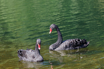 Black mute swan swimming in lake