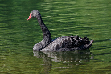 Obraz premium Black mute swan swimming in lake