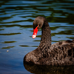 Fototapeta premium Black mute swan swimming in lake