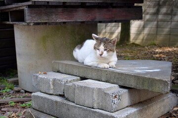 A cat relaxing on a stone