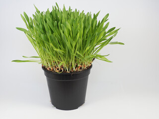 catnip plant scient. name Nepeta cataria