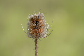 close-up of golden brown flower seed heads of summer Wild Teasel (Dipsacus fullonum) thistle
