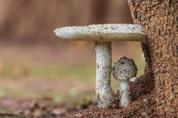 Poisonous mushrooms in rainy season.