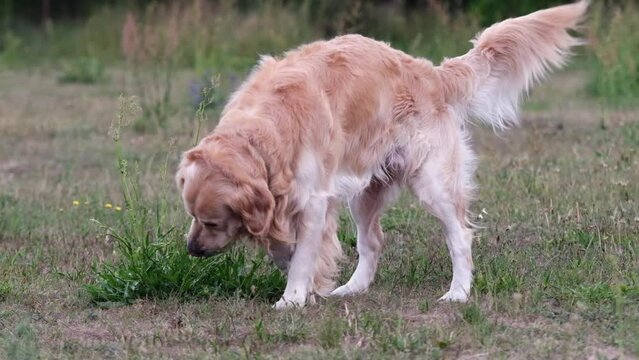 Golden retriever dog sniffing grass and peeing at nature. Adorable purebred pet doggy outdoors in park