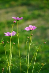 pink flowers and cosmos in garden