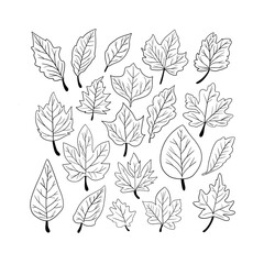 leaves in doodle style, Hand drawn black line design elements, Exotic summer and winter botanical illustrations, Monster leaves, palm tree, banana leaf, Set of tiny wild