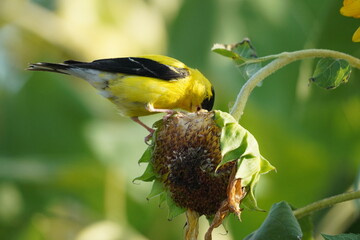 goldfinch eating sunflower seed