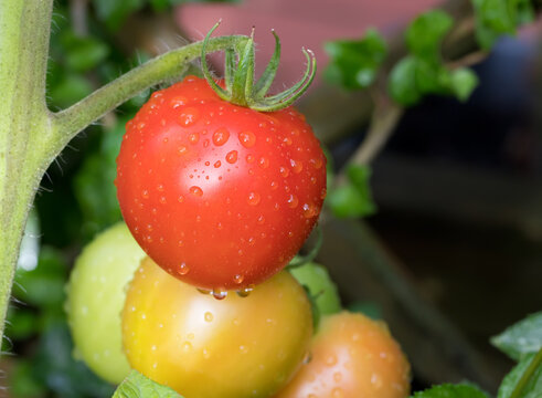 Ripe and unripe tomatoes on the vine after a rain