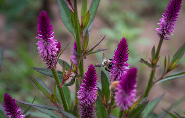 bee on flower