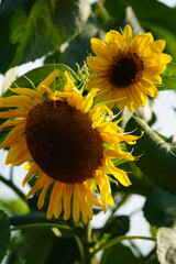 sunflowers in garden